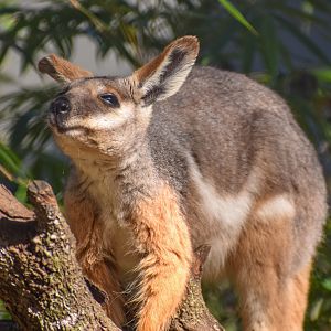 Yellow-footed Rock-Wallaby