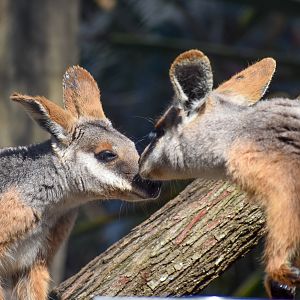 Yellow-footed Rock-Wallabies
