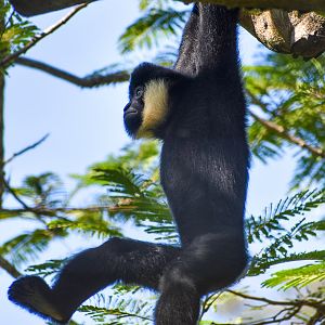 Male Northern White-cheeked Gibbon in tree