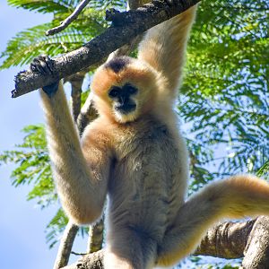 Female Northern White-cheeked Gibbon in tree