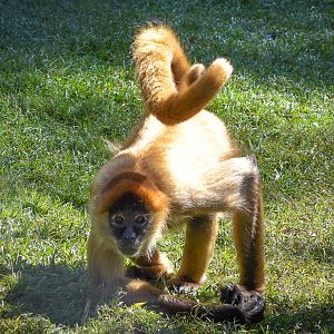 Black-handed Spider Monkey