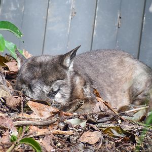 Southern Hairy-nosed Wombat snoozing in leaf pile
