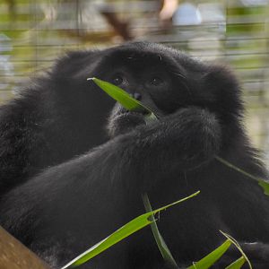Siamang