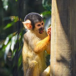 Bolivian Squirrel Monkey
