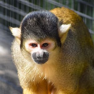 Bolivian Squirrel Monkey