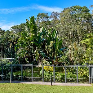 Goodfellow's Tree Kangaroo Enclosure