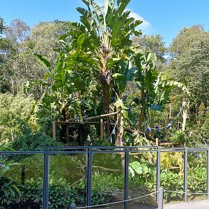 Goodfellow's Tree Kangaroo Enclosure
