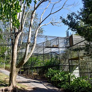 Serval Aerial Walkway (with serval)