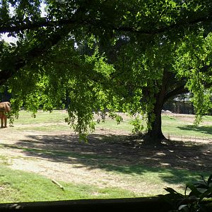 Aug. 2022 - Watani Grasslands Reserve - Right Elephant Exhibit (2.25 Acres)