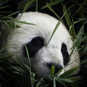 Giant Panda, Berlin Zoo