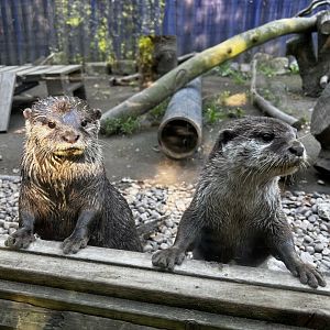 Asian Small-Clawed Otters