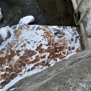 Aftermath of heron killed by otters