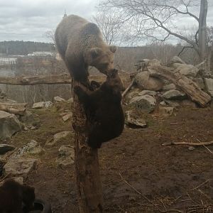Eurasian Brown bear Lill-babbs with one of her five cubs