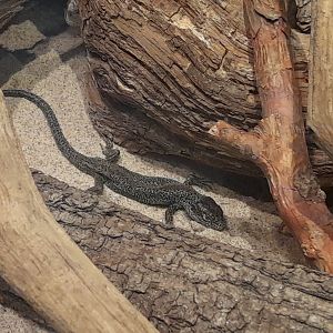 Sand lizard, (Lacerta agilis)