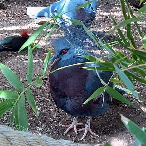 Victoria Crowned Pigeon