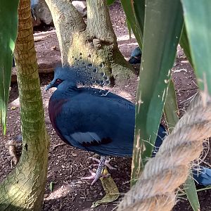 Victoria Crowned Pigeon