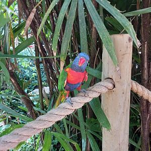 Lorikeet