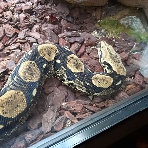 Boa Constrictor
