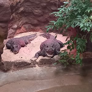 West African Dwarf Crocodiles