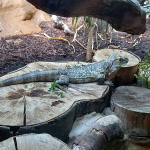 Utila Spiny-tailed Iguana