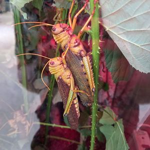 Giant Grasshoppers