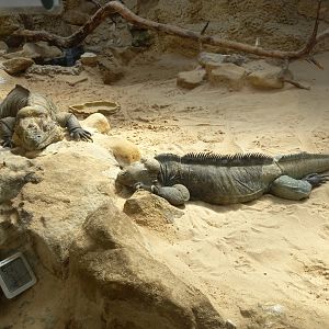 Rhinoceros Iguanas
