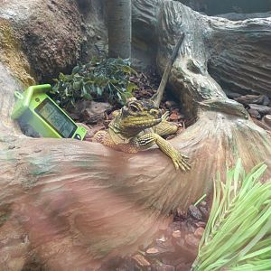 Philippine Sailfin Lizard