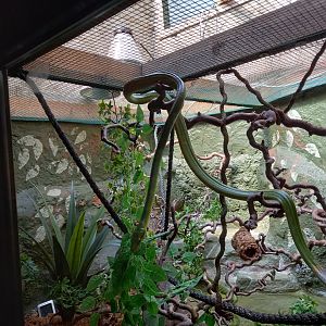 Red-tailed Green Rat Snake