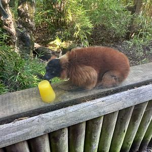 Red Ruffed Lemur