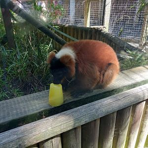 Red Ruffed Lemur