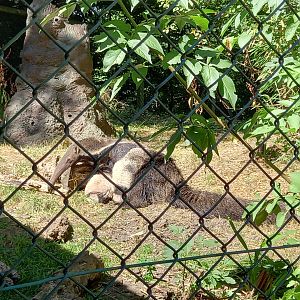 Giant Anteater