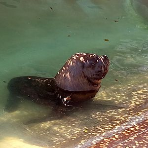 Sea Lion