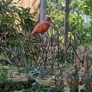 Scarlet Ibis