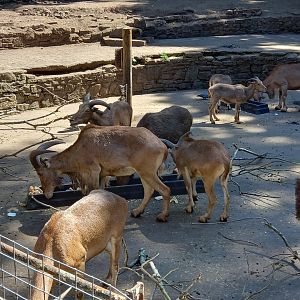 Barbary Sheep