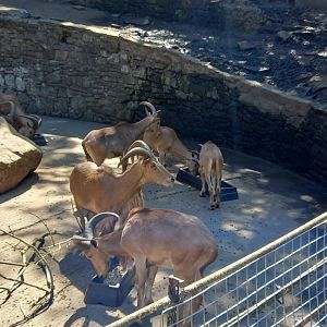 Barbary Sheep