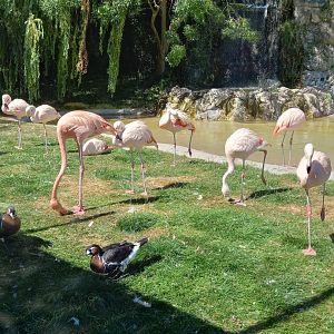 Flamingos and Red-breasted Geese