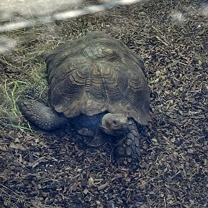 African Spurred Tortoise