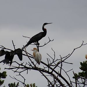 African darters and Cattle egrets