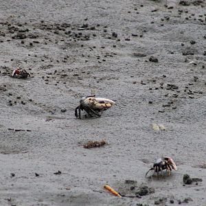 Fiddler crabs