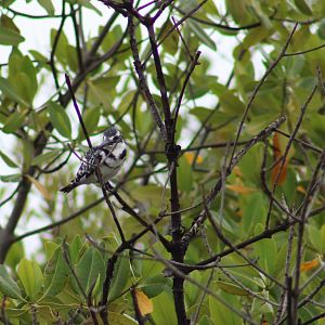 Pied kingfisher
