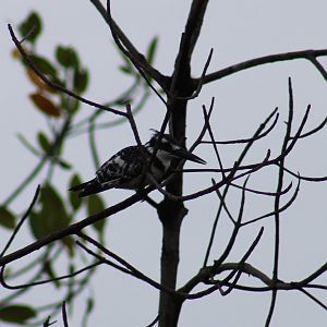 Pied kingfisher