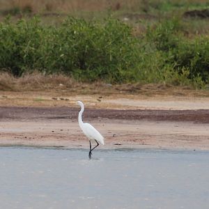 Great white egret
