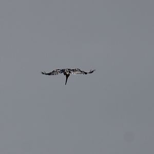 Praying Pied kingfisher