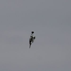 Diving Pied kingfisher