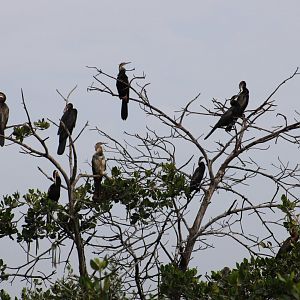 African darters