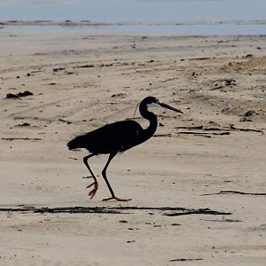 Western reef heron