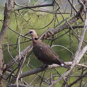 Red-eyed dove