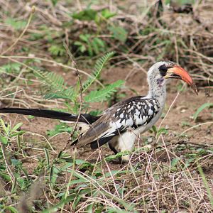 Western red-billed hornbill - Tockus kempi