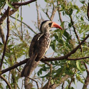 Western red-billed hornbill - Tockus kempi
