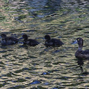 Tufted duck with ducklings